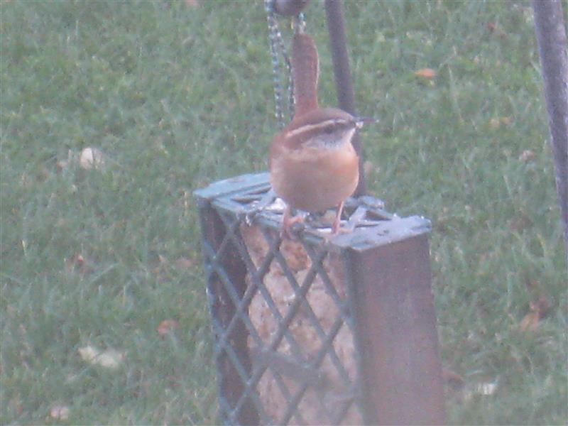  WREN, Carolina 